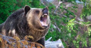 भालुको आक्रमण बढ्दै