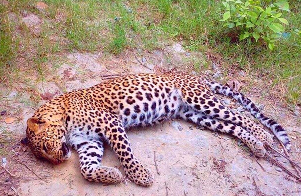 चितुवा मृतावस्थामा फेला