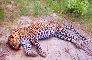 चितुवा मृतावस्थामा फेला