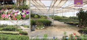 पुष्प व्यवसायबाट मनग्य आम्दानी