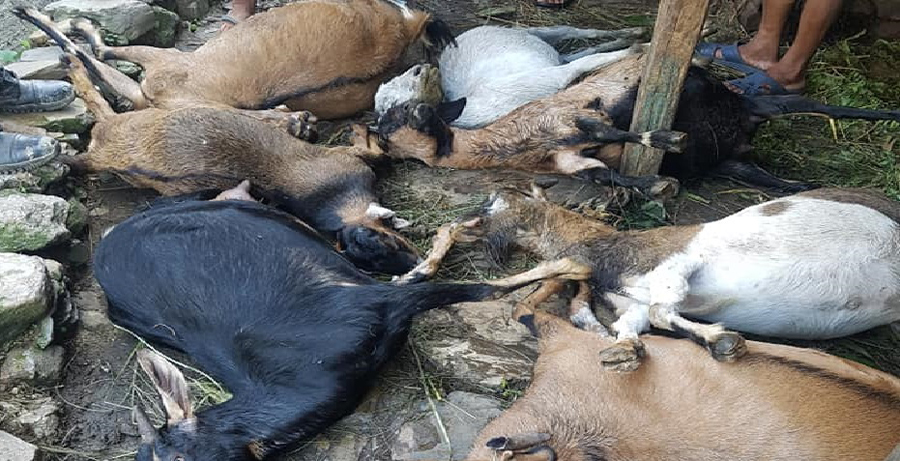 अज्ञात रोगका कारण २१ बाख्रा मरे