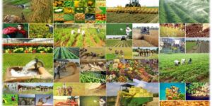 विदेशी लगानी भित्र्याउने निर्णय संशोधन गर्न माग