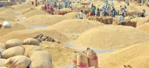 बारामा तीन अर्ब ३४ करोडको अगहनी धान उत्पादन