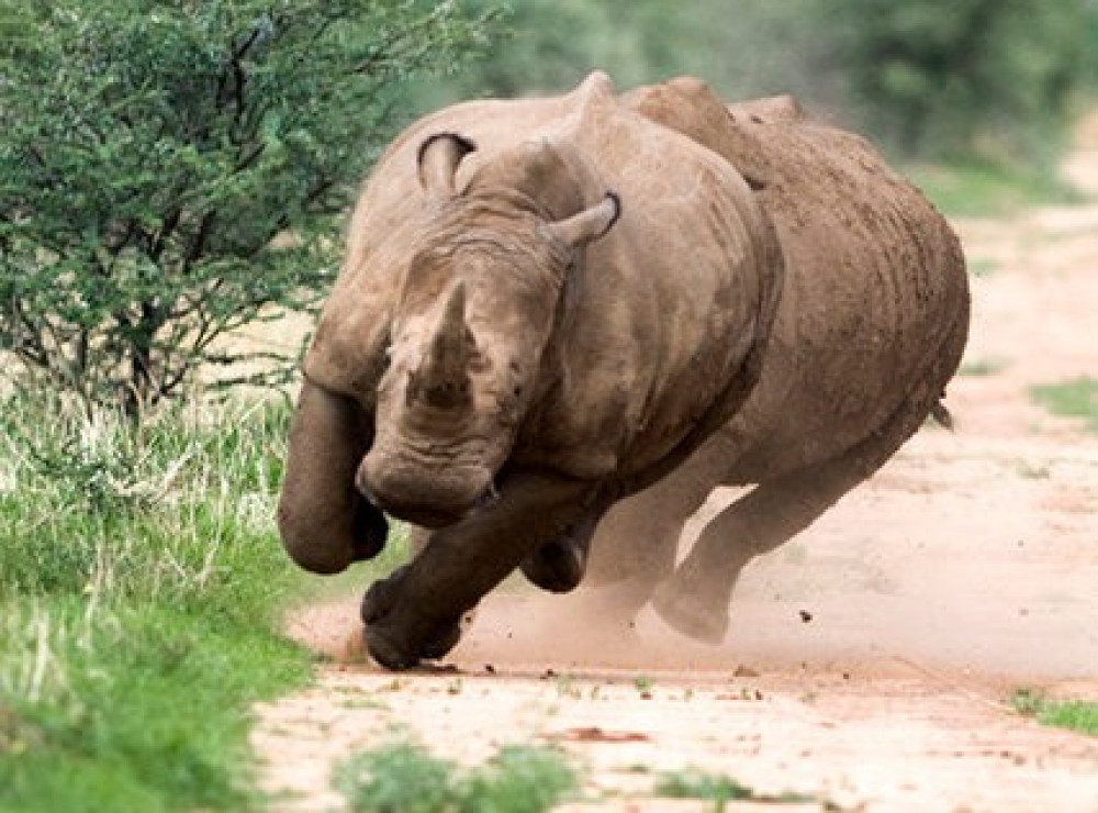 चितवनमा गैँडाको आक्रमणबाट मृत्यु