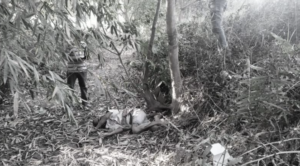 धनुषामा एकै दिन दुइ जनाको शंकास्पद शव भेट्यो