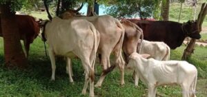 प्रहरीको सेटिङमा नै गाई–गोरु तस्करी