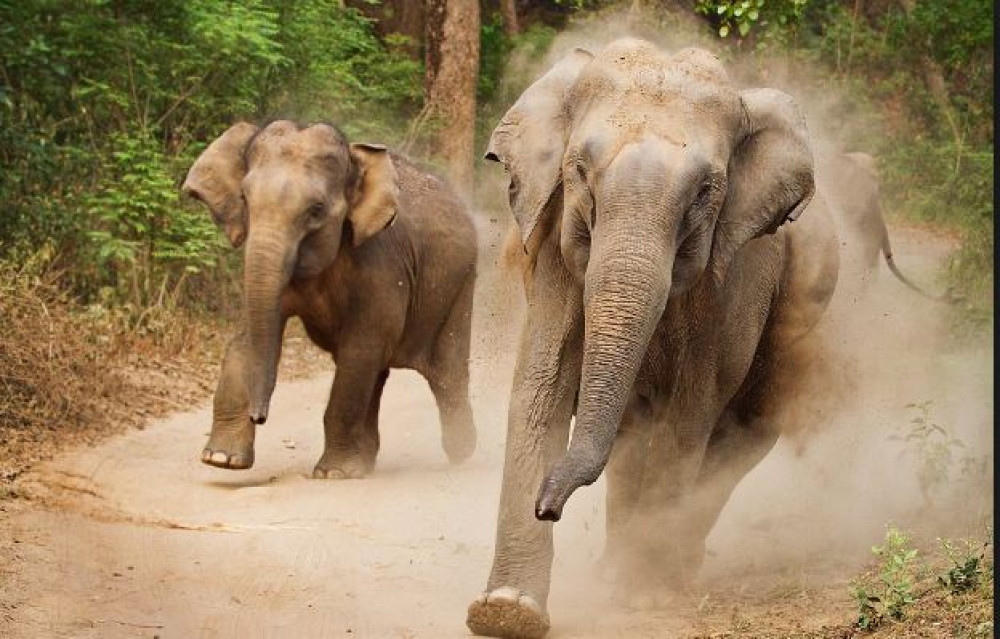 हात्तीको आक्रमणबाट मृत्युु