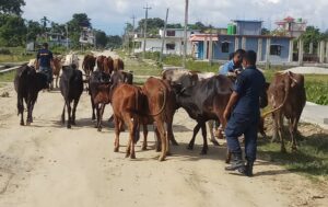 बेवारिसे ३५० गाईबाछाको उद्धार