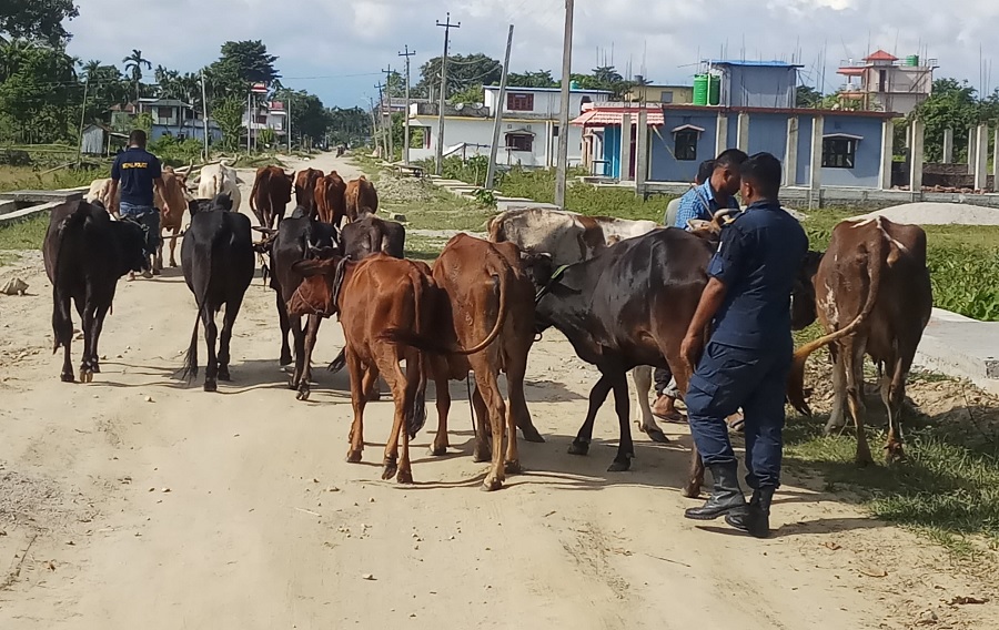 बेवारिसे ३५० गाईबाछाको उद्धार