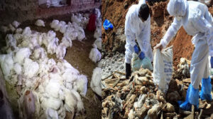 माहामारीका बीच उपत्यकामा तीन स्थानमा फेरि बर्डफ्लु सङ्क्रमण