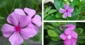 यो फुलले गर्दछ क्यान्सर, सुगर र उच्च रक्तचापलाई नियन्त्रण, हेर्नुहोस तथ्य !!