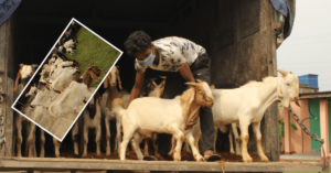 बेलबारी नगरपालिकाले बाँड्यो किसानलाइ अस्ट्रेलियाबाट ल्याएको बोयर जातको बाख्रा