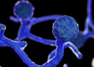 कोरोनाबाट निस्कियो एउटा अर्को महामारी