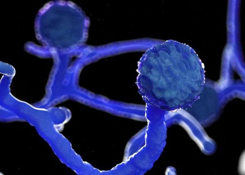 कोरोनाबाट निस्कियो एउटा अर्को महामारी