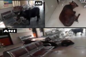 जिल्ला अस्पतालको ओपिडीमा भेटियो गाईको बथान, भिडियो भयो भाइरल