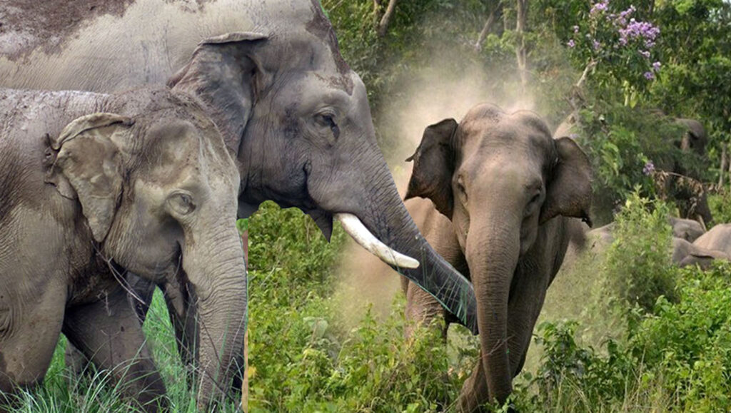 मानिसको ज्यान जङ्गली हात्तीको शिकार