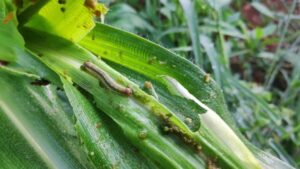 असिनासँगै भित्रियो फौजी कीराको प्रकोप