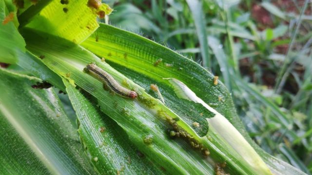 असिनासँगै भित्रियो फौजी कीराको प्रकोप