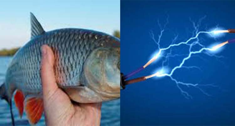 माछा मार्ने क्रममा करेन्ट लागेर एकको मृत्यु