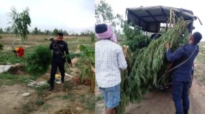 गौशाला नगरपालिकाको सहयोग: खेतीमा लुकीछिपी गाँजा उत्पादन