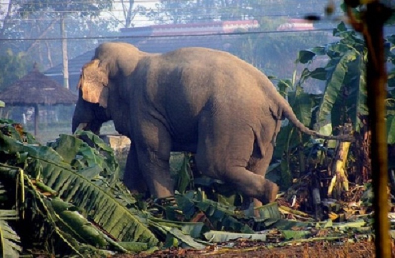 मानिषको ज्यान हात्तीको शिकार आमा छोरीको मृत्यु