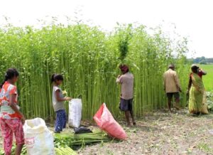 महोत्तरी संगै तराई-मधेसमा लोप हुँदै सनपाट खेती