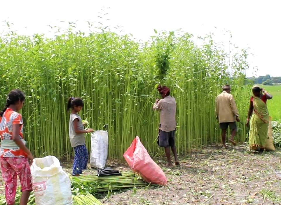 महोत्तरी संगै तराई-मधेसमा लोप हुँदै सनपाट खेती