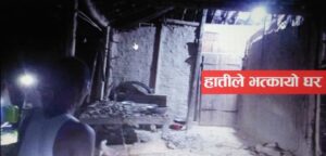 महोत्तरीको गौशालामा जंगली हाती को आतंक ३ घर भत्कायो