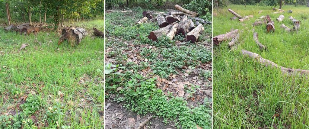 कैलालीमा वन कर्मचारीकै मिलेमतोमा काठ तस्करी