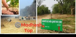 तराई-मधेस द्रुतमार्गमा पौने दुई लाख बिरुवा रोपिए