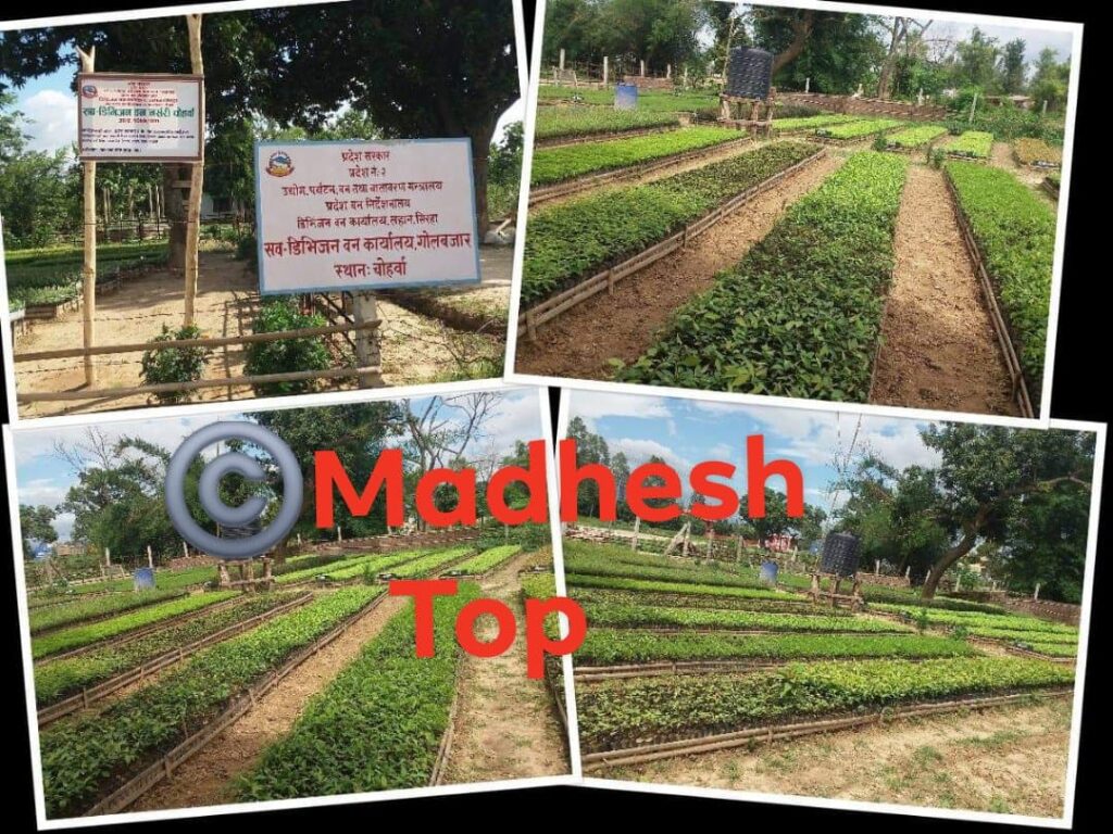 गोलबजार सब-डिभिजन बन कार्यालय द्वारा ३ लाख बिरूवा उत्पादन