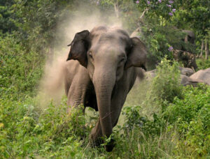 बढ्दो जङ्गली हात्तीको आतंक मोरङमा एक युवक भए शिकार