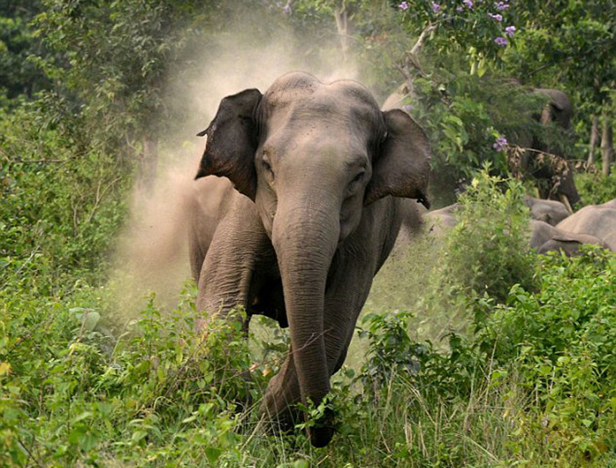 बढ्दो जङ्गली हात्तीको आतंक मोरङमा एक युवक भए शिकार