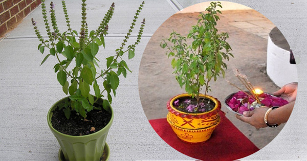 आज निर्जला एकादशीः घर घरमा तुलसीको दल राखिदै यस्ता छन् महत्व र मान्यता