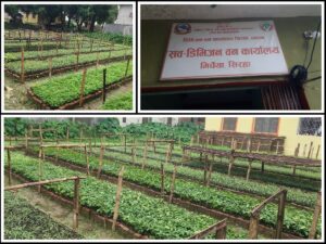 मिर्चैया सब डिभिजन बन कार्यालय द्वारा १ लाख ५० हजार बिरूवा उत्पादन