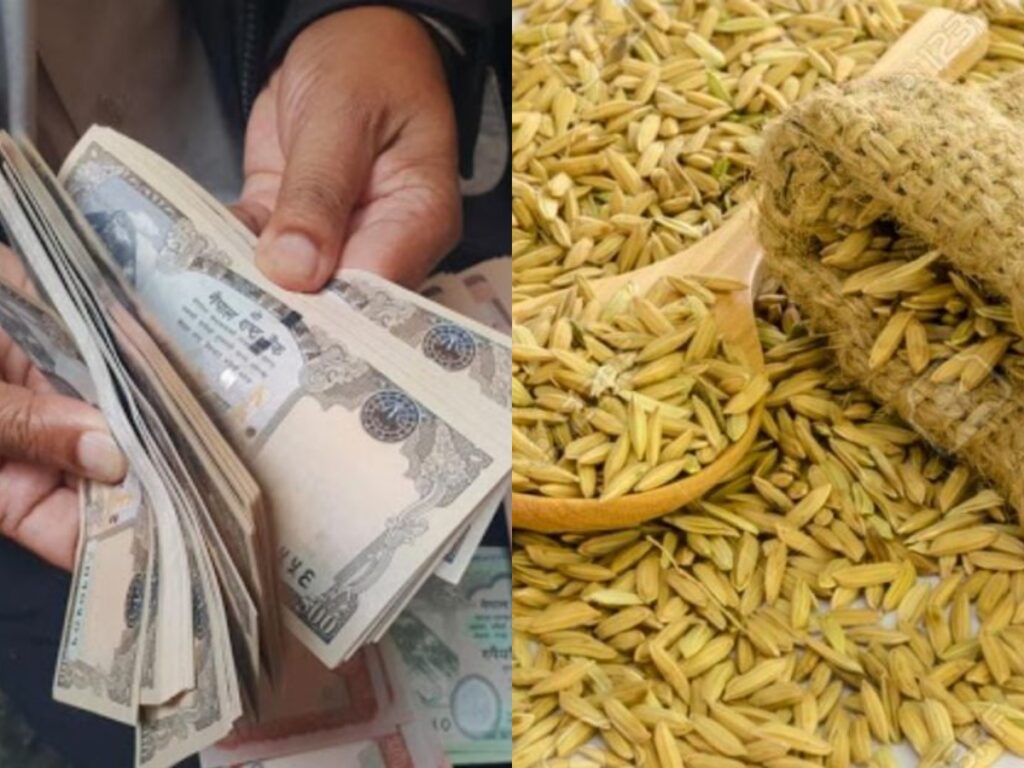 धेरै धान फलाउने किसानलाई ४२ हजार ५०० रुपैयाँ दिइने : मिक्वाखोला गाउँपालिकाको कदम