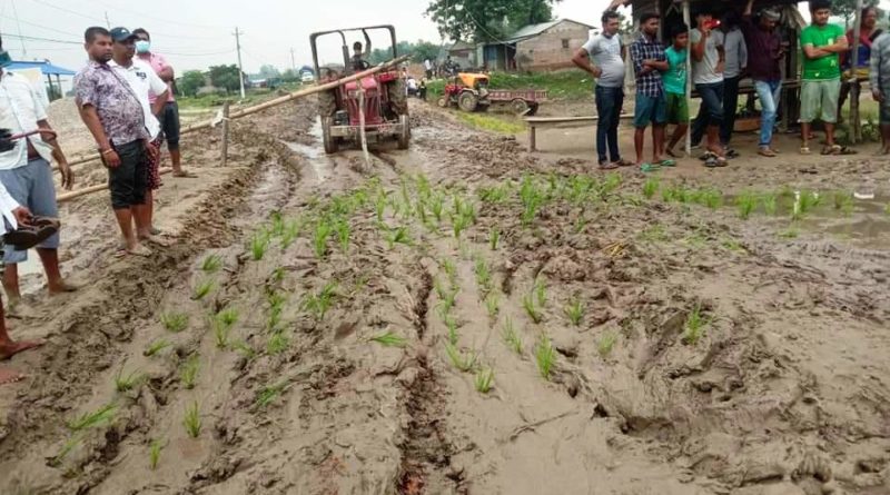 राष्ट्रिय धान दिवस: सप्तरीमा युवाहरुद्वारा सडकमै रोपाइ