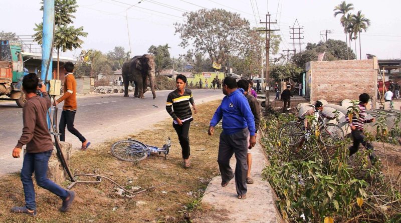 रौतहटमा उतपात मच्चाउदै जंगली हात्ती पस्यो भारततिर