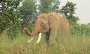 बारामा जंगली हात्तीको आतंक खेतमा काम गरिरहेका किसानको लियो ज्यान