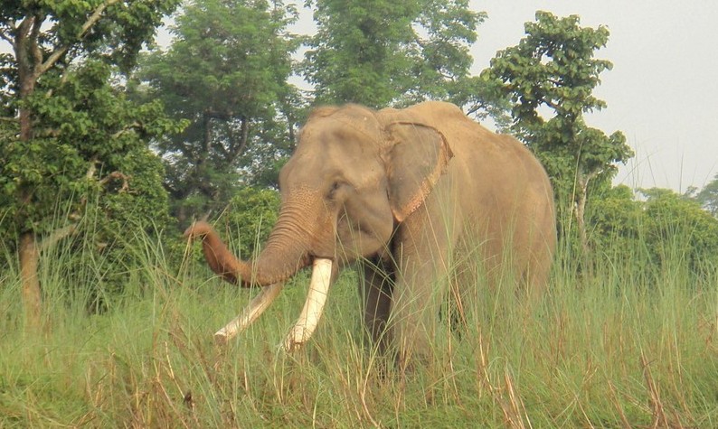 बारामा जंगली हात्तीको आतंक खेतमा काम गरिरहेका किसानको लियो ज्यान