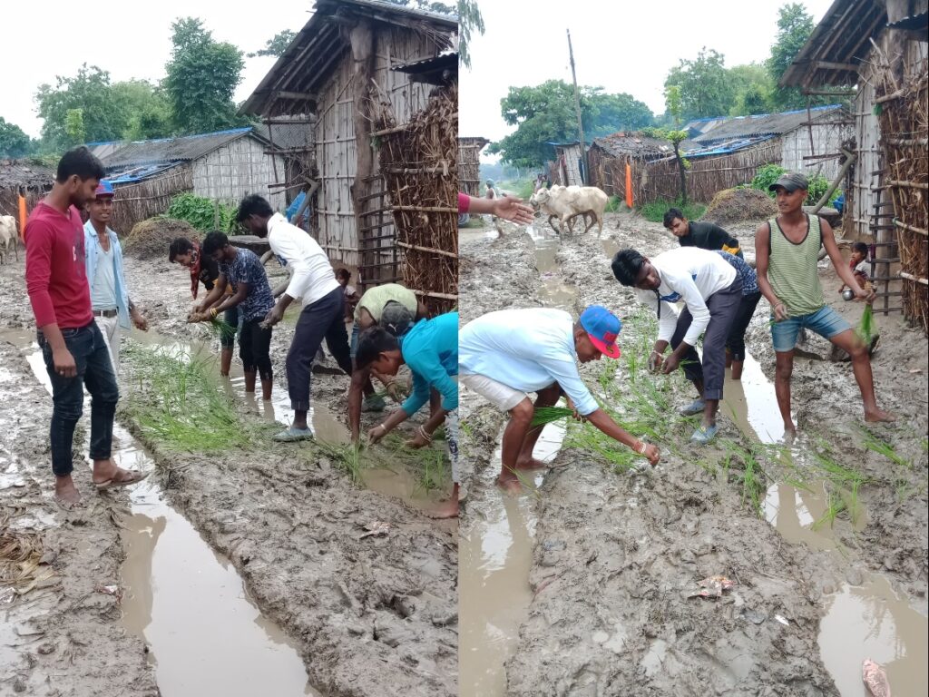 स्थानीय सरकारको विरोध गर्दै खैरटोकाका युवाहरुले सडकमै रोपे धान
