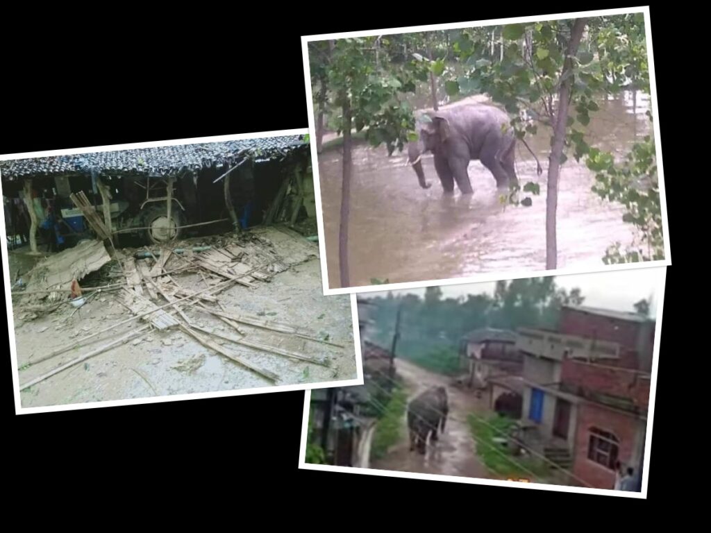 राैतहटमा जंगली हात्तीकाे आतंक वस्तीमा एक घरको क्षति