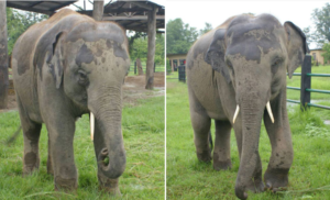 धनुषाको बस्तीमा पस्यो दुई जंगली हात्ती, सचेत रहन आग्रह